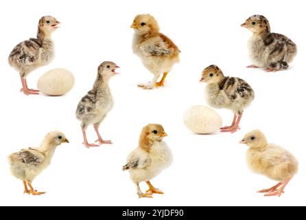 Big collection of chickens and turkeys isolated on white background. Stock Photo