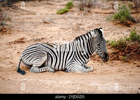 Zebra in Aquila game reserve the nearest safari to Cape Town South Africa. Stock Photo