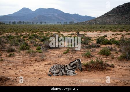 Zebra in Aquila game reserve the nearest safari to Cape Town South Africa. Stock Photo