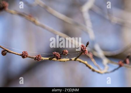 Wych Elm (ulmus glabra), close up showing the pink flower buds. Wych Elm close-up of female flowers. Spring day. Stock Photo