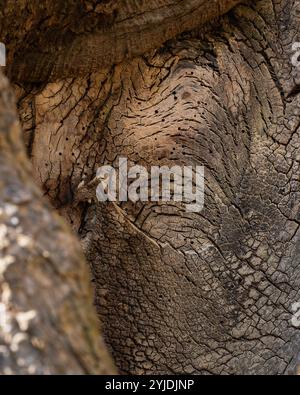 Texture of big old tree trunk bark. Tree  trunk detailed structure background.  Rough brown tree wood bark natural texture background. Stock Photo