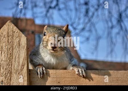 Grey squirrel looking at camera, Sciurus carolinensis, tame wildlife Stock Photo