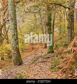 Leaf strewn path in a woodland beside the Aberglaslyn river, Snowdonia, Wales, on a late autumn day. Stock Photo