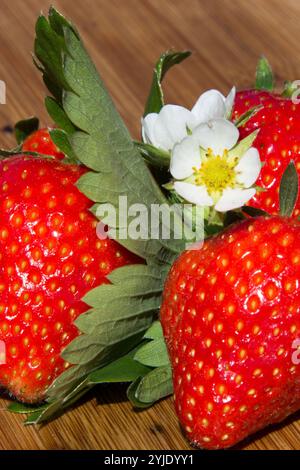 strawberries, decoration, Fragaria, Rosaceae, Erdbeeren, Dekoration, Rosengewaechs Stock Photo