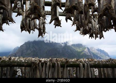 Henningsaer is a fishing village in the Norwegian municipality of Vagan, located on two small offshore islands off the Lofoten island of Austvagoya in Stock Photo