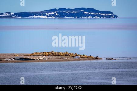 visiting a colony with walruses at Torellneset on Nordaustlandet on Svalbard, Norway Stock Photo