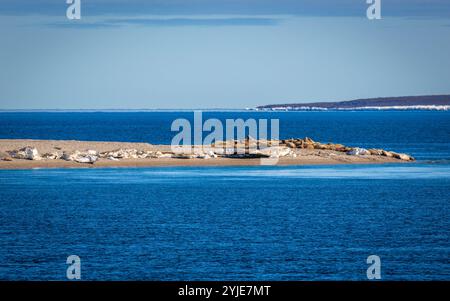 visiting a colony with walruses at Torellneset on Nordaustlandet on Svalbard, Norway Stock Photo