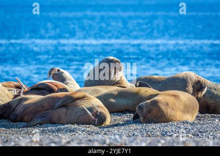 visiting a colony with walruses at Torellneset on Nordaustlandet on Svalbard, Norway Stock Photo