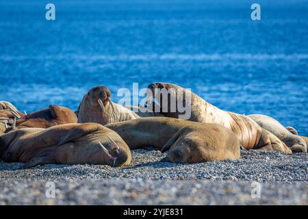 visiting a colony with walruses at Torellneset on Nordaustlandet on Svalbard, Norway Stock Photo