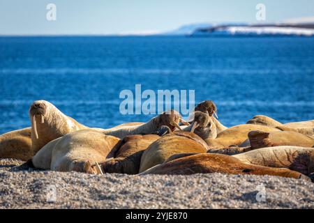 visiting a colony with walruses at Torellneset on Nordaustlandet on Svalbard, Norway Stock Photo