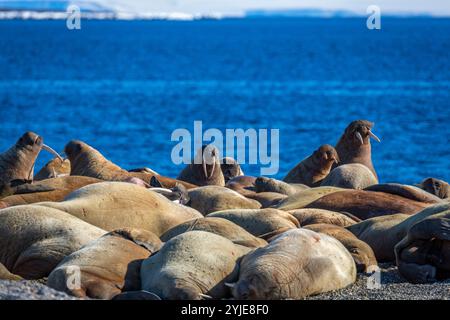 visiting a colony with walruses at Torellneset on Nordaustlandet on Svalbard, Norway Stock Photo