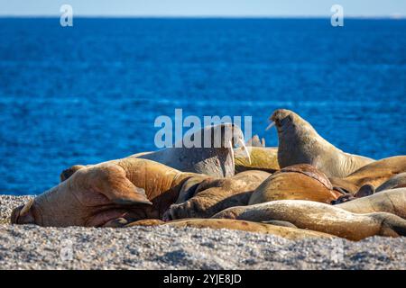 visiting a colony with walruses at Torellneset on Nordaustlandet on Svalbard, Norway Stock Photo