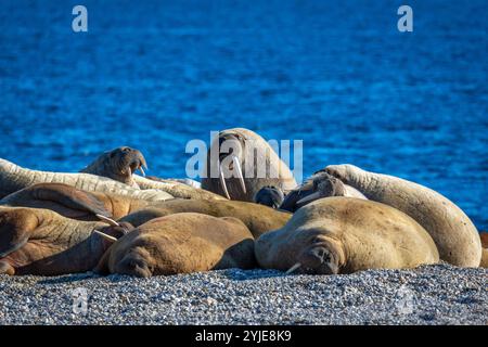 visiting a colony with walruses at Torellneset on Nordaustlandet on Svalbard, Norway Stock Photo