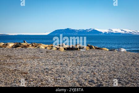 visiting a colony with walruses at Torellneset on Nordaustlandet on Svalbard, Norway Stock Photo