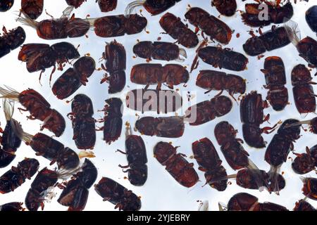 Many beetles, bark beetles, scolytidae, scolytinae, ips on white background. Stock Photo