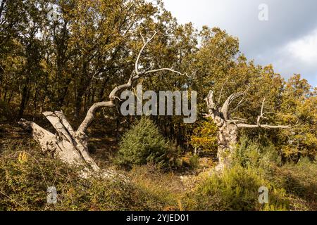 Castaños milenarios con sus troncos retorcidos y sus ramas extendidas, que dan un toque de antigüedad y misterio al paisaje. Castañar de Ibor, España Stock Photo