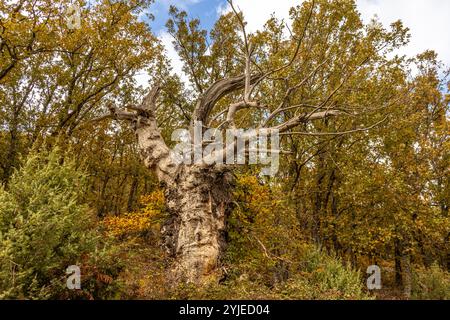 Castaños milenarios con sus troncos retorcidos y sus ramas extendidas, que dan un toque de antigüedad y misterio al paisaje. Castañar de Ibor, España Stock Photo