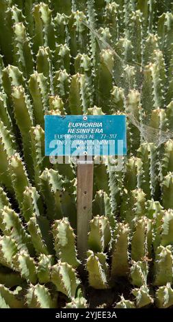 A close-up view of a patch of Euphorbia resinifera spurge plant with an informational sign. Stock Photo