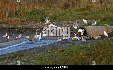 Grey herons, gulls and little egrets waiting for little fishes and crustaceans in cooling water of the Borssele Nuclear Power Station, the Netherlands Stock Photo