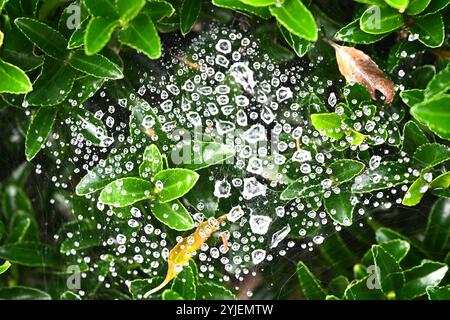 Raindrops on spiderweb on euonymus shrub UK garden October Stock Photo