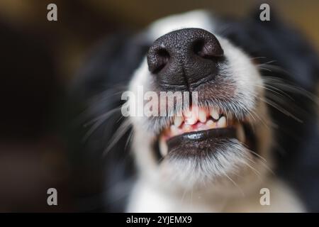 Dangerous angry dog. Aggressive puppy dog border collie baring teeth fangs looking aggressive dangerous. Guardian growling scary dog ready for attack. Pet infected by rabies. Stock Photo