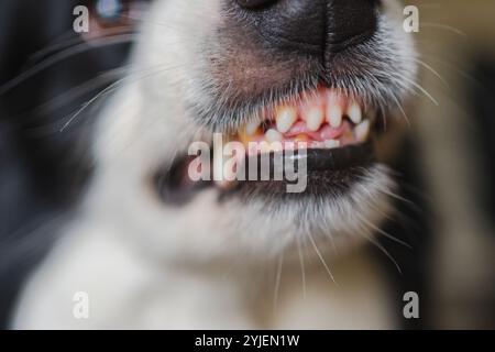 Dangerous angry dog. Aggressive puppy dog border collie baring teeth fangs looking aggressive dangerous. Guardian growling scary dog ready for attack. Pet infected by rabies. Stock Photo