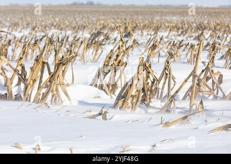 Cornfield in winter with blowing snow creating snow drifts. Farming, winter weather and agriculture erosion control concept. Stock Photo