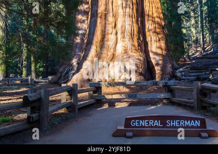 Famous General Sherman Sequoiadendron giganteum Giant Tree Redwood Forest Grove Sunlight Landscape, Sequoia National Park California Southwest USA Stock Photo