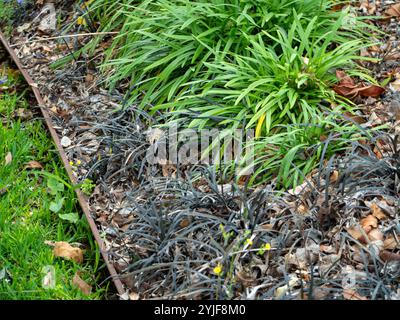 Garden edged with Black Mondo Grass and green Agapanthus plants and a rustic metal edge Stock Photo