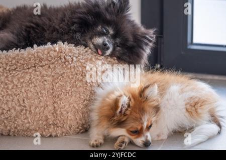 In a bright indoor space, two Pomeranians relax together. One dog lies comfortably on a plush bed, while the other quietly explores the floor nearby. Stock Photo