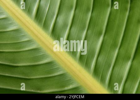 Musa Basjoo, Japanese Banana leaf, Hardy Fiber Banana, Basjoo Banana Tree Stock Photo