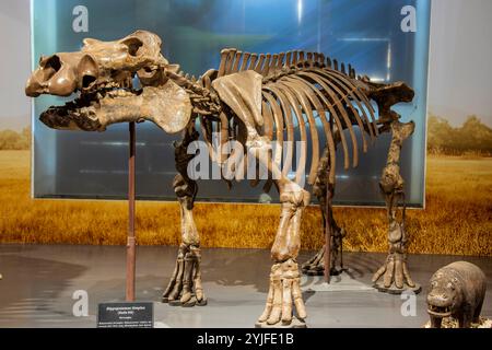 Bandung Indonesia 2nd Nov 2024: the fossil of  Hippopotamus simplex in Museum Geologi.  an extinct species of hippopotamus Stock Photo