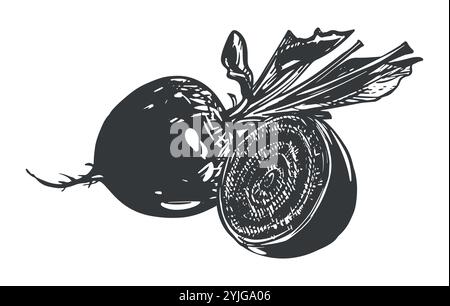 Composition of a whole beetroot and a half. Line sketch in the style of engraving. Root vegetable rich in glands. Vector sketch in black ink. Stock Vector