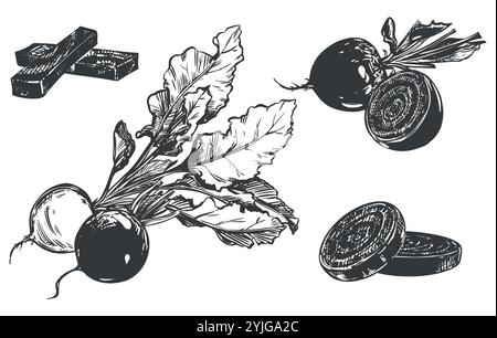 Beetroot big set. Line sketch of whole vegetable, piece, half and slices. Vector drawing of root vegetable in engraving style. Vegetable rich in iron and vitamins, black ink illustration. Stock Vector