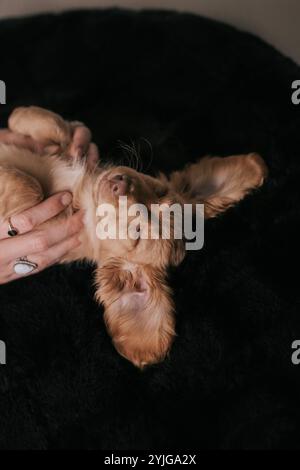 Sleepy Dachshund Puppy Weiner Dog Stock Photo