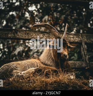 A large multicolored goat lying on a bed of hay contemplates the world around him. Stock Photo