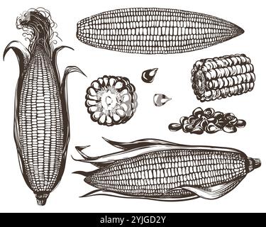 Corn vector set. Line sketch of whole corn cobs with leaves, pieces and kernels lying on the table. Old drawing in retro engraving style. Hand drawn realistic ink sketch. Stock Vector
