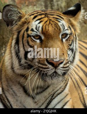 The Bengal tiger or Royal Bengal tiger is a population of the Panthera tigris tigris.It ranks among the biggest wild cats alive today. Stock Photo