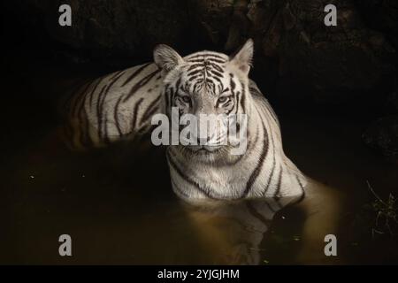 The white tiger, or bleached tiger, is a leucistic morph of the tiger. It is reported in the wild from time to time in the India. Stock Photo