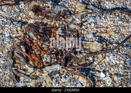 visiting a colony with walruses at Torellneset on Nordaustlandet on Svalbard, Norway Stock Photo