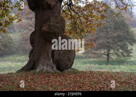 Ancient gnarled tree trunk with autumn foliage in misty Lake District countryside Stock Photo