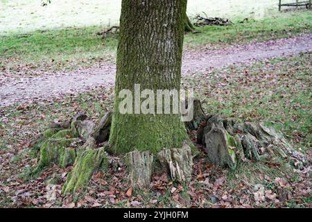 Ancient tree trunk with moss-covered bark and exposed roots in Lake District woodland Stock Photo