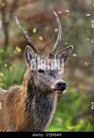 BAMBI: A TALE IN THE WOODS (2024) -Original title: BAMBI, L'HISTOIRE D