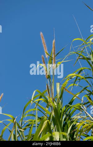 Seed heads at top of  elephant grass, Cenchrus purpureus, African native, growing at Queensland roadside Australia. Planted as wind-break, now weed. Stock Photo