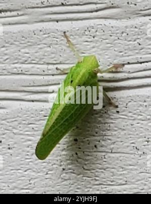 Green Cone-headed Planthopper (Acanalonia conica) Stock Photo