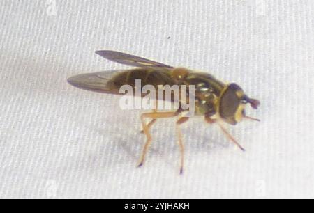 Common Copperback (Ferdinandea buccata Stock Photo - Alamy
