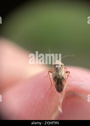 European Tarnished Plant Bug (Lygus rugulipennis) Stock Photo