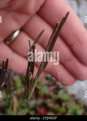 drummond's rockcress (Boechera stricta Stock Photo - Alamy