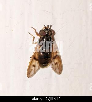 Common Copperback (Ferdinandea buccata Stock Photo - Alamy