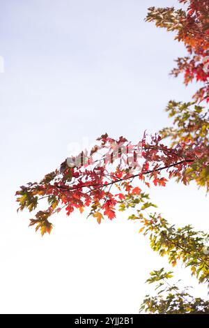 Upwards view of autumn maple leaves changing from green to red Stock Photo